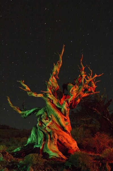 CA, White Mts, Bristlecone pine tree at night